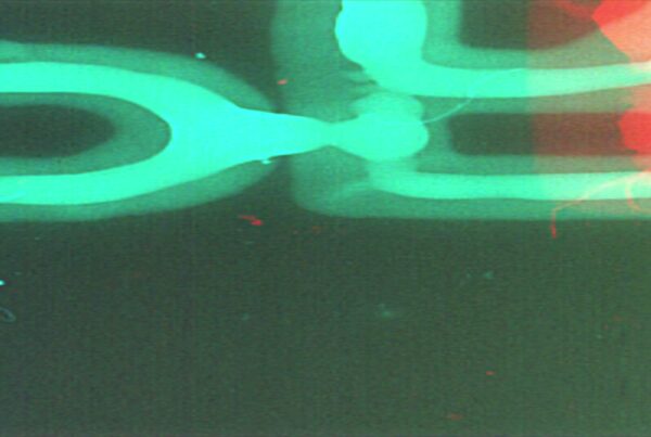 Abstract video loop of film leader with blurred colors and writing creating a dynamic, vintage-style animation.