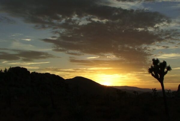 A stunning tim-lapse sunset over a desert landscape, featuring a silhouetted Joshua tree against a golden sky with scattered time-lapse clouds and distant mountains.