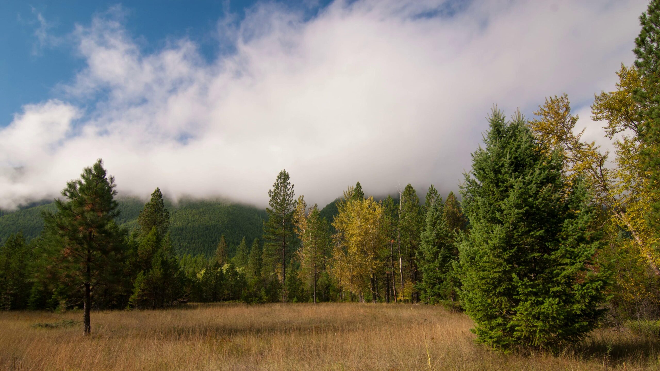 Serene Forest Hills Under Time-Lapse Clouds