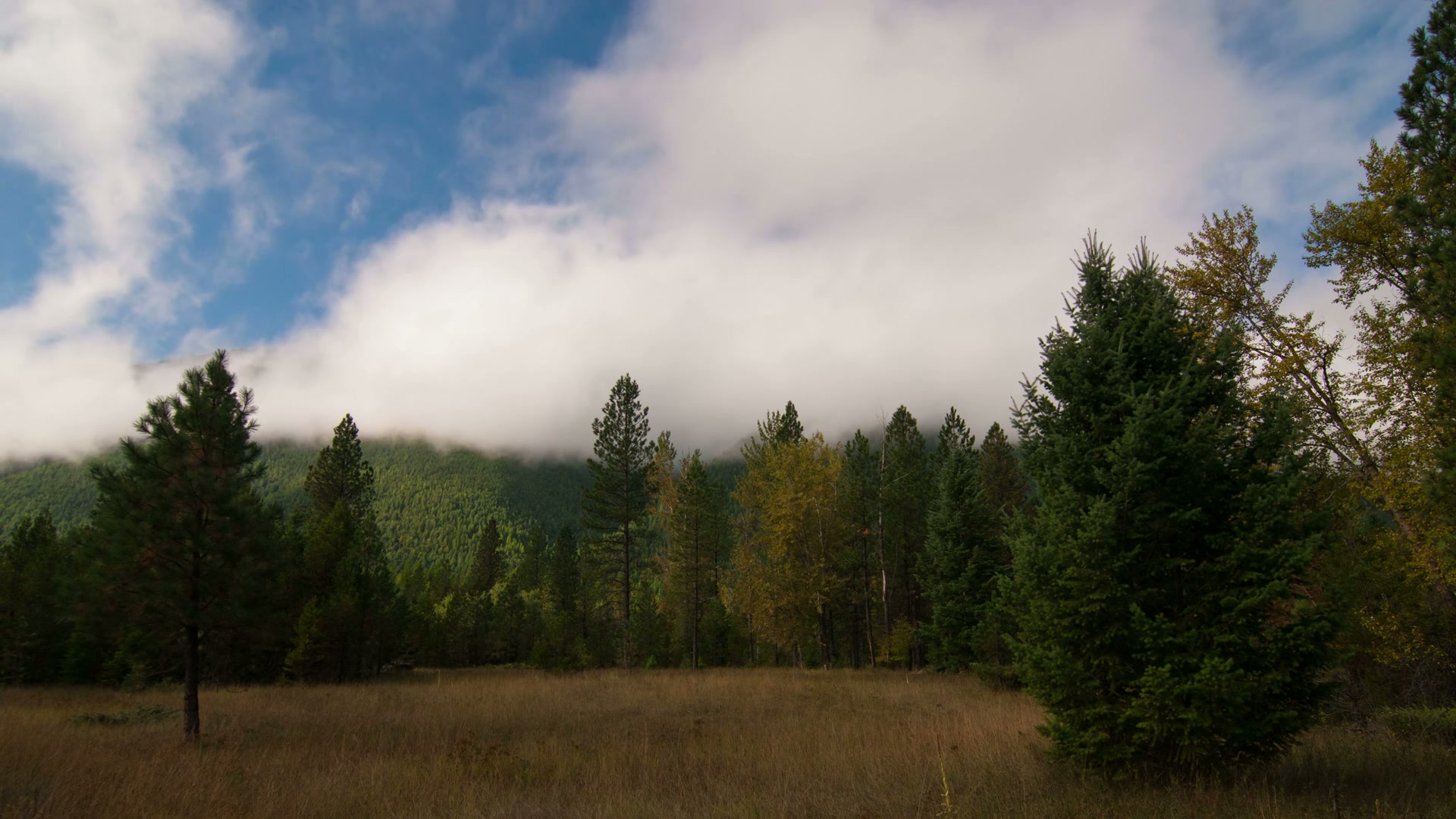 Tranquil Forest Under Clouded Time-Lapse Sky