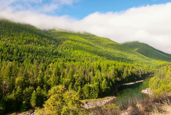 The video shows a time-lapse landscape featuring lush green hills covered with a dense canopy of evergreen trees near a river.