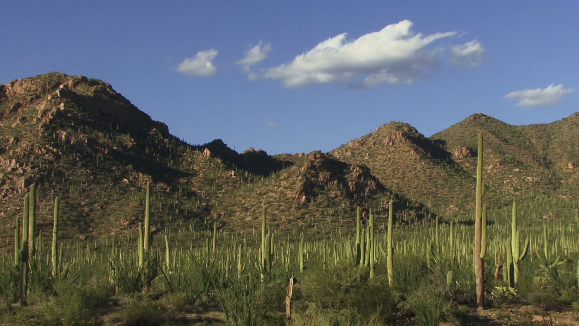 Time-Lapse Desert Cactus Landscape