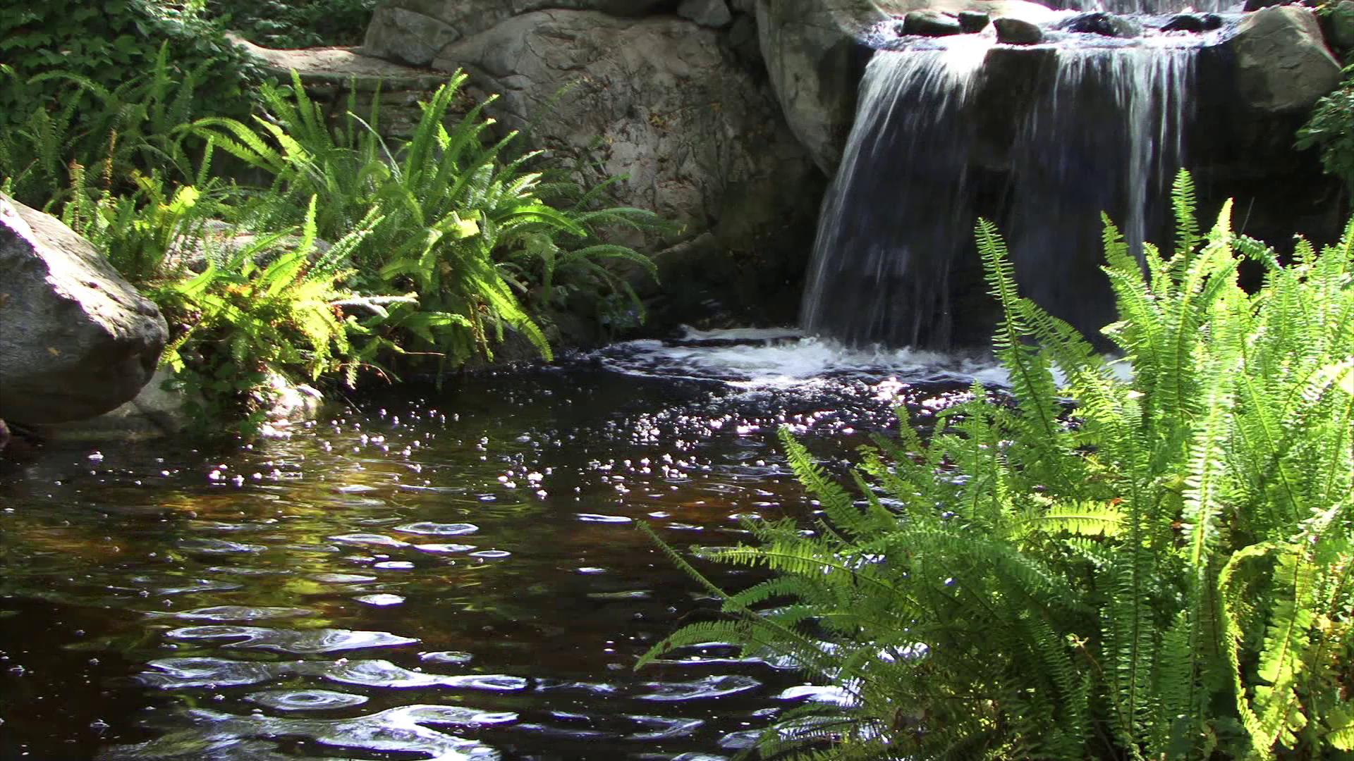 Serene Waterfall Amidst Ferns HD Video