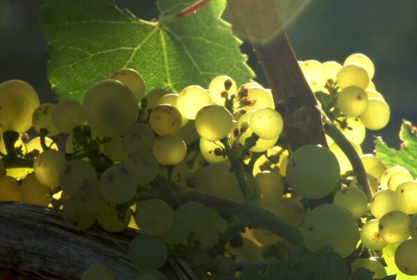 Close-up video of green grapes on the vine, glowing under bright flickering sunlight.