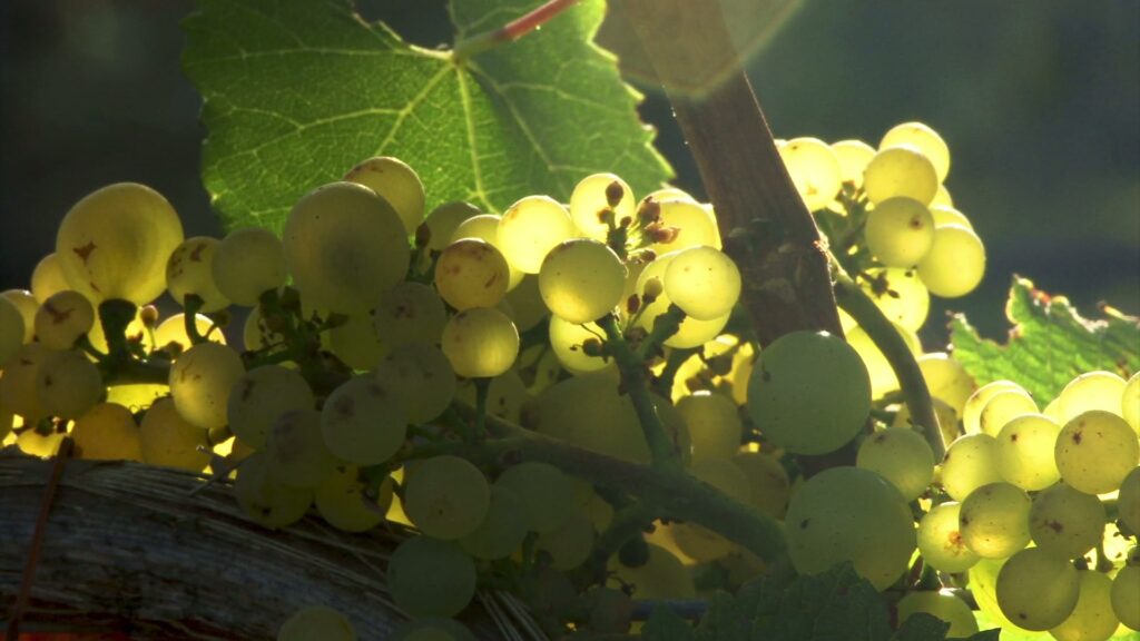 Sunlit Grapes on the Vine