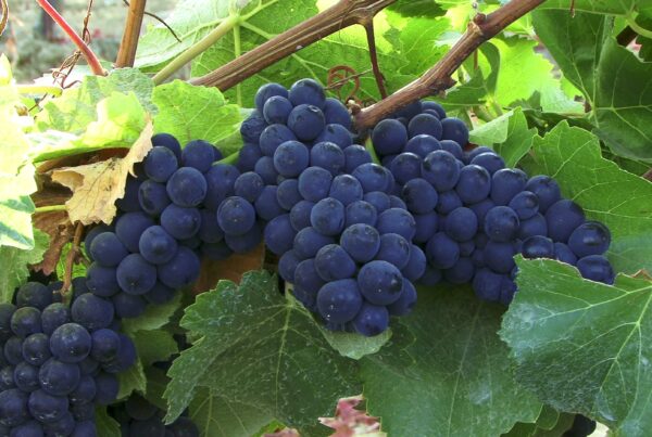 4K video of clusters of ripe blue grapes hanging amidst lush green leaves on a vineyard vine.