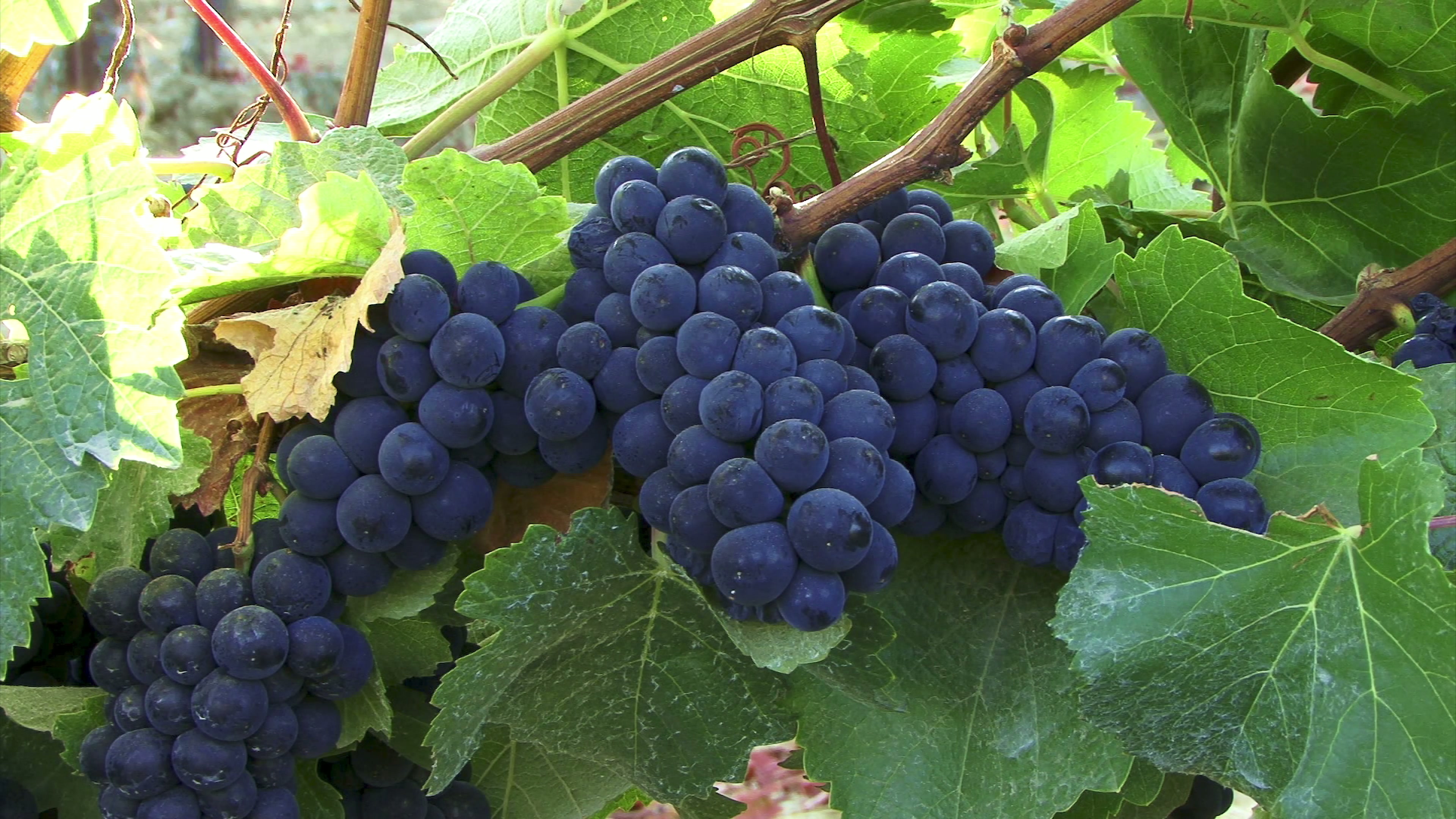 Lush Blue Grapes on Vine 4K Video