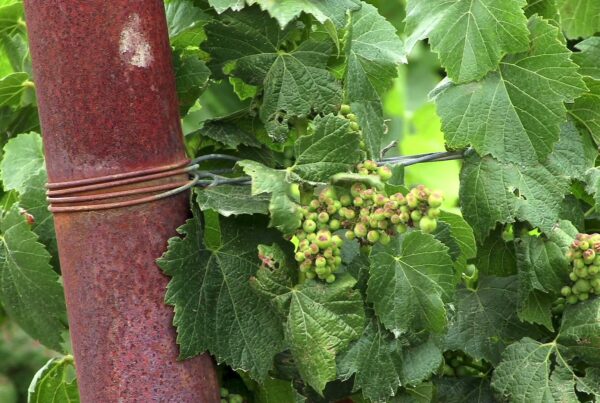 Close-up video of young green grape clusters and leaves on a vine, supported by a rusty metal pole and wire in a vineyard setting, portraying early-stage grape cultivation.