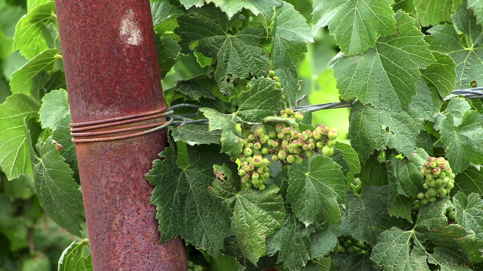 Young Grapes in Vineyard Setting