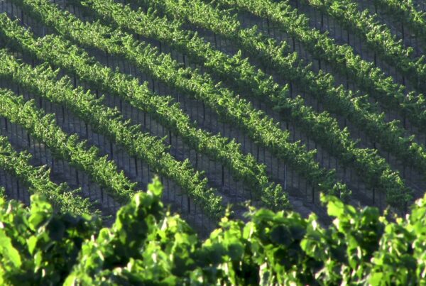 4K video of a lush vineyard with neatly arranged green grapevines.