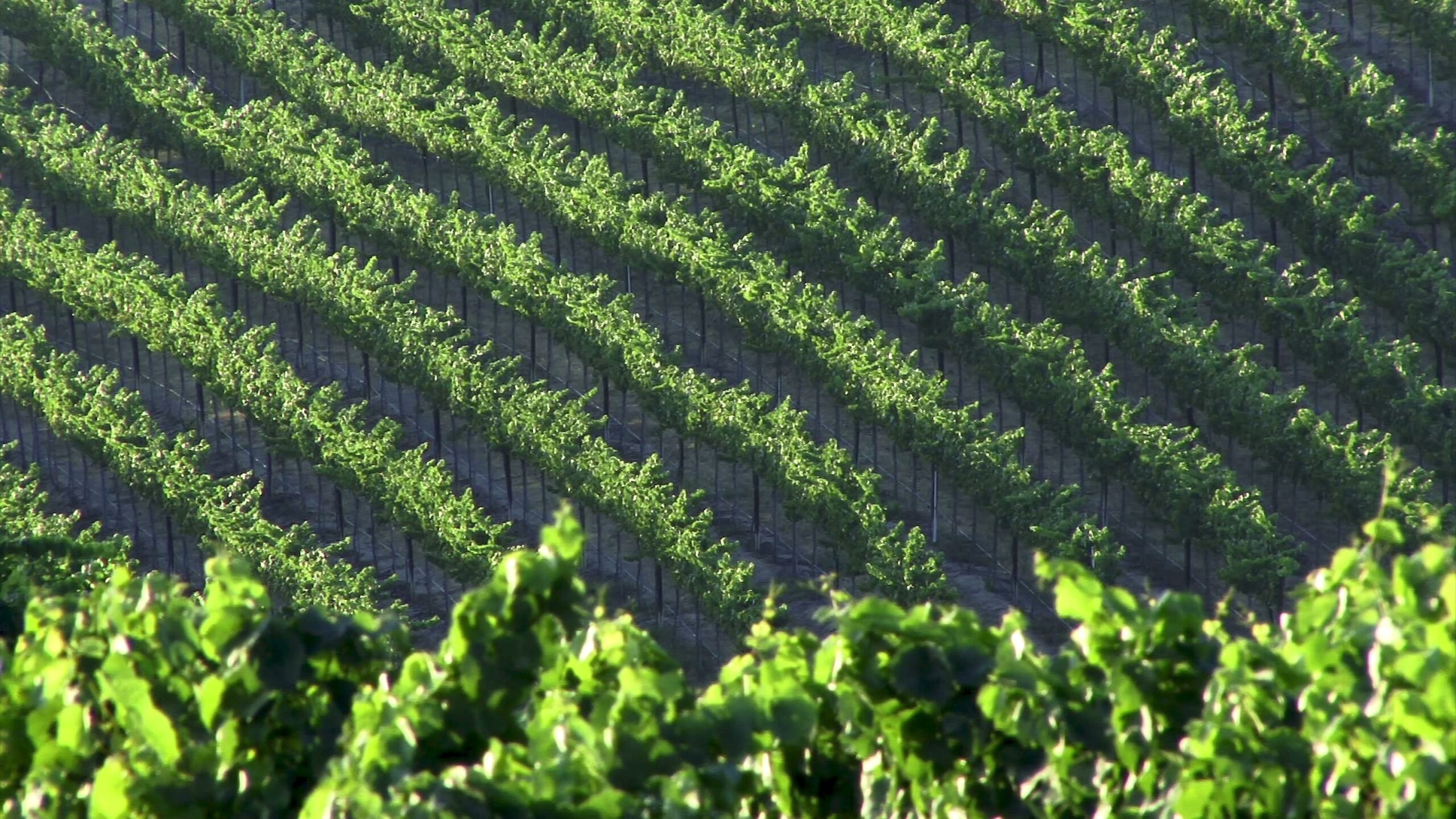 Rows of Lush Green Vineyards 4K Video