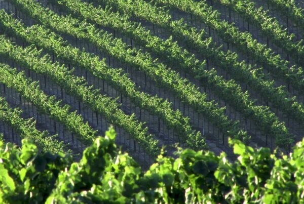 Video of a sunlit vineyard, showcasing neatly aligned rows of vibrant green grapevines, thriving under the warm sunlight, conveying a sense of natural abundance and tranquility.