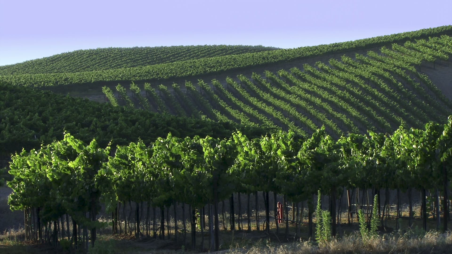 Vineyard Rows in Sunlight HD Video