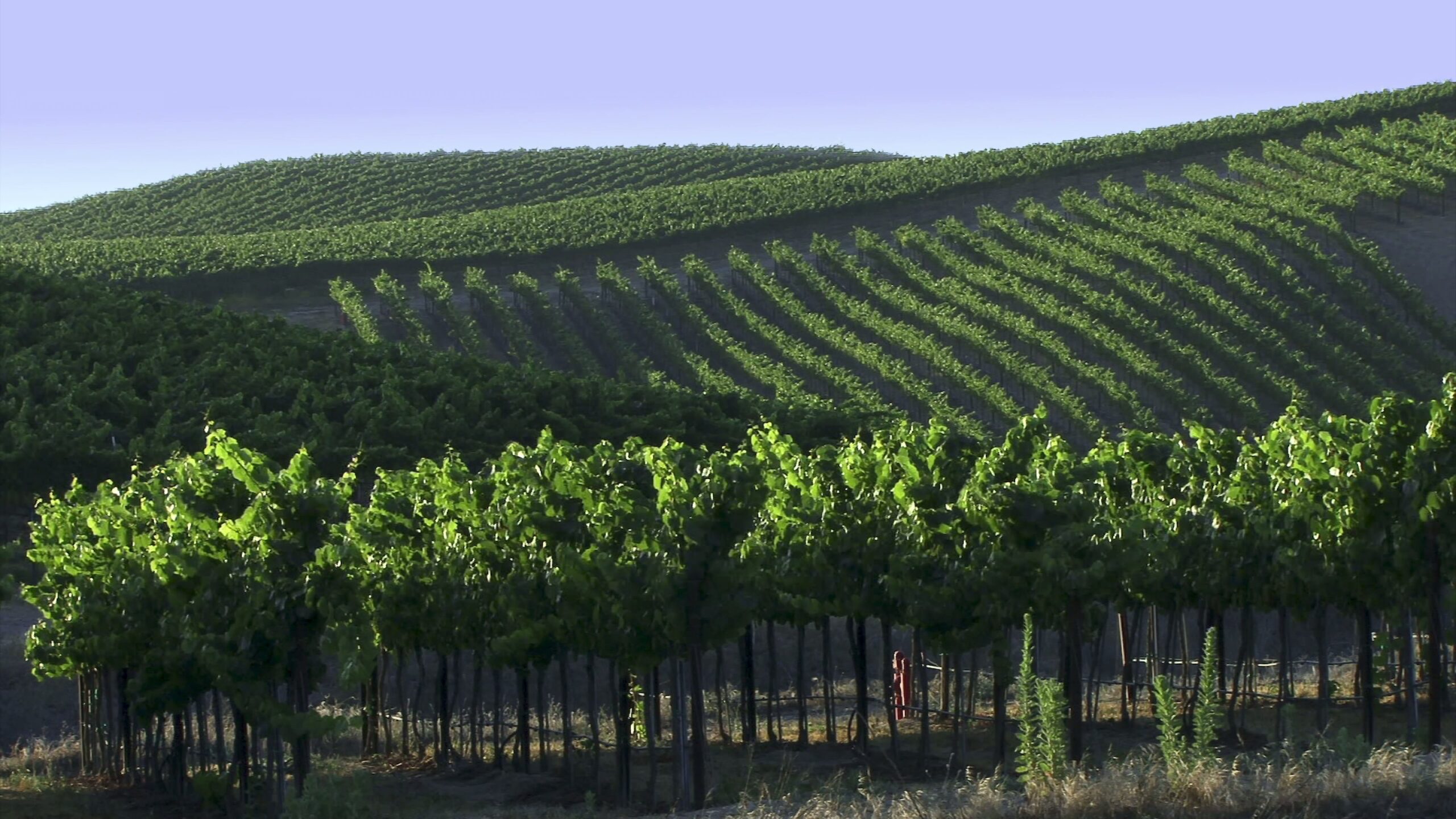 Vineyard Hills Under Clear Sky 4K Video