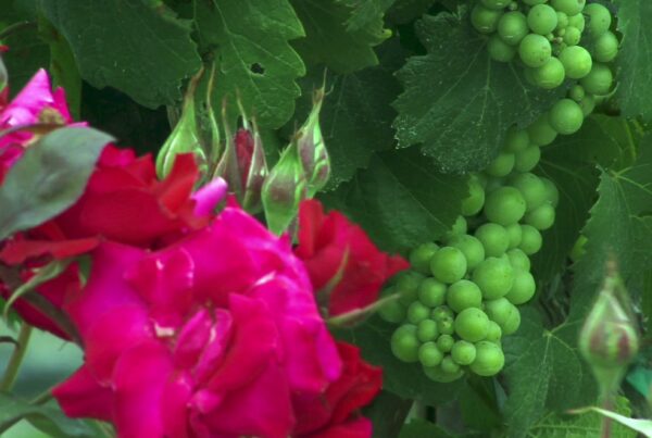 Vibrant scene with lush grapes and red roses in full bloom, 4K video.