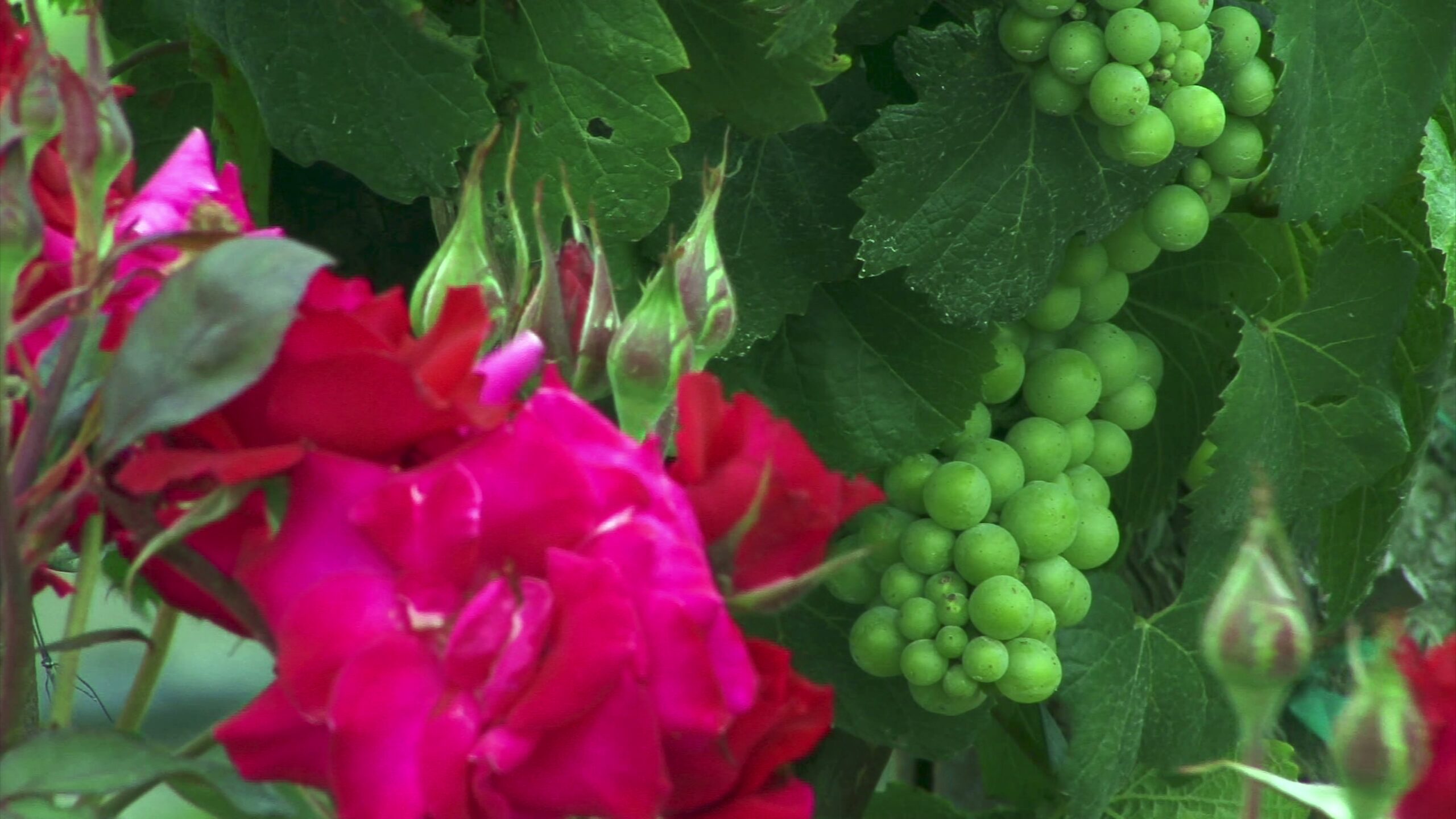 Vibrant Grapes and Roses 4K Video