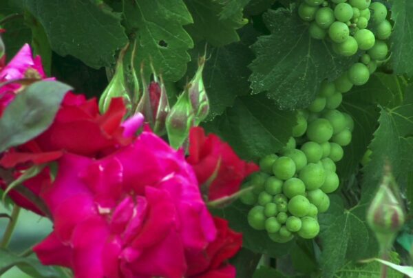 HD video of a lush green vine with grape clusters alongside vibrant red roses in a garden setting, showcasing nature's vivid colors and beauty.