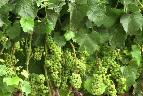 4K video of lush green grapevines with dense clusters of unripe grapes hanging amid vibrant leaves.