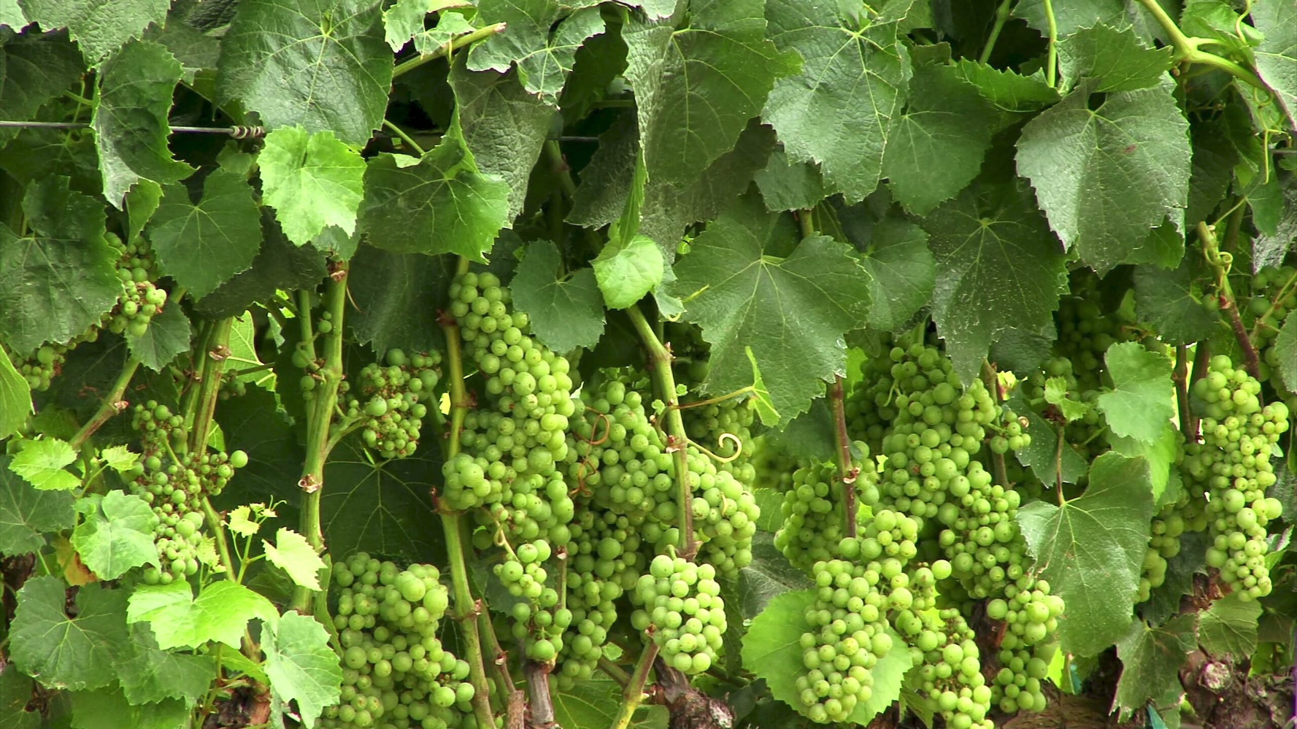 Grapevine Lush Green Bounty Revealed 4K Video