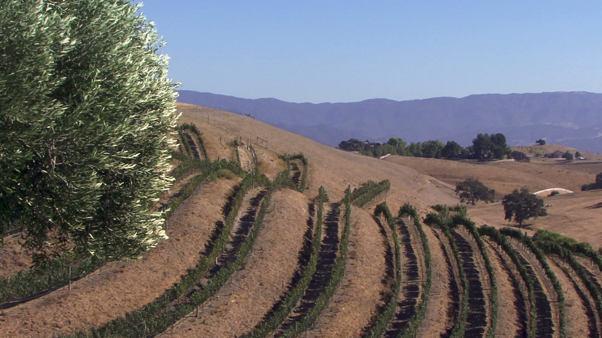 Vineyard Rows on Rolling Hills 4K Video