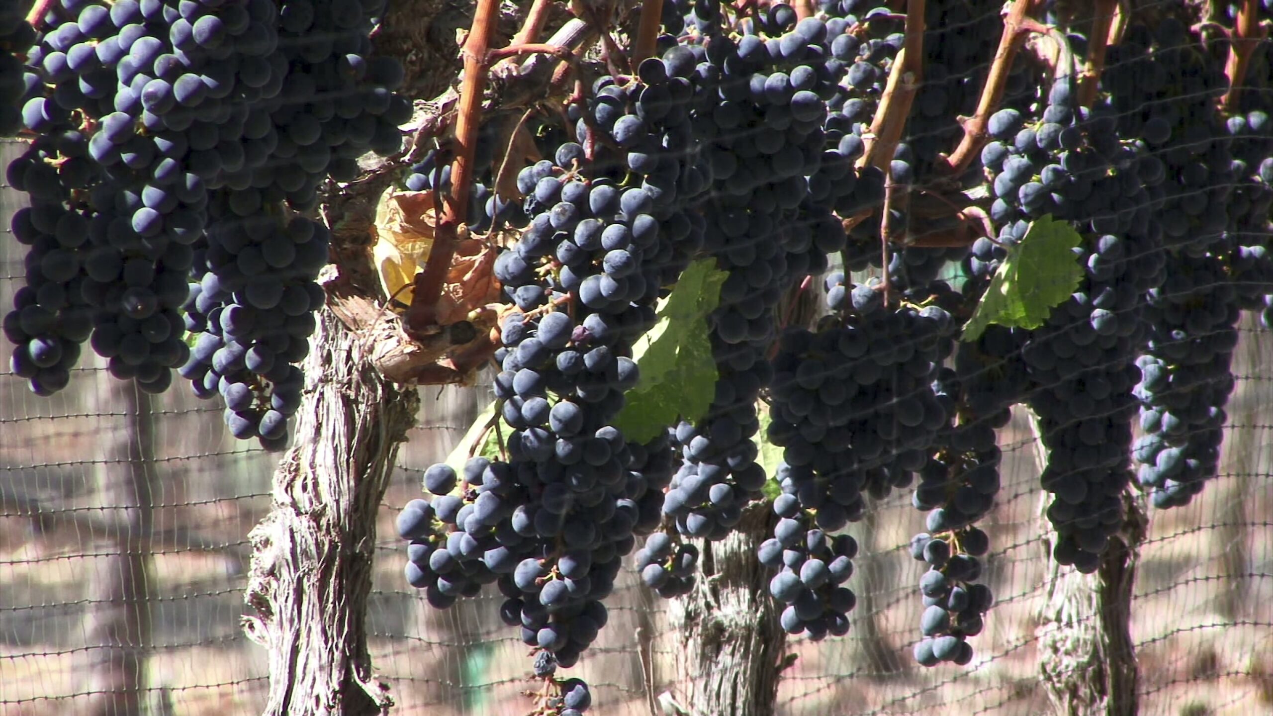 Grapes Hanging in Sunlight 4K Video