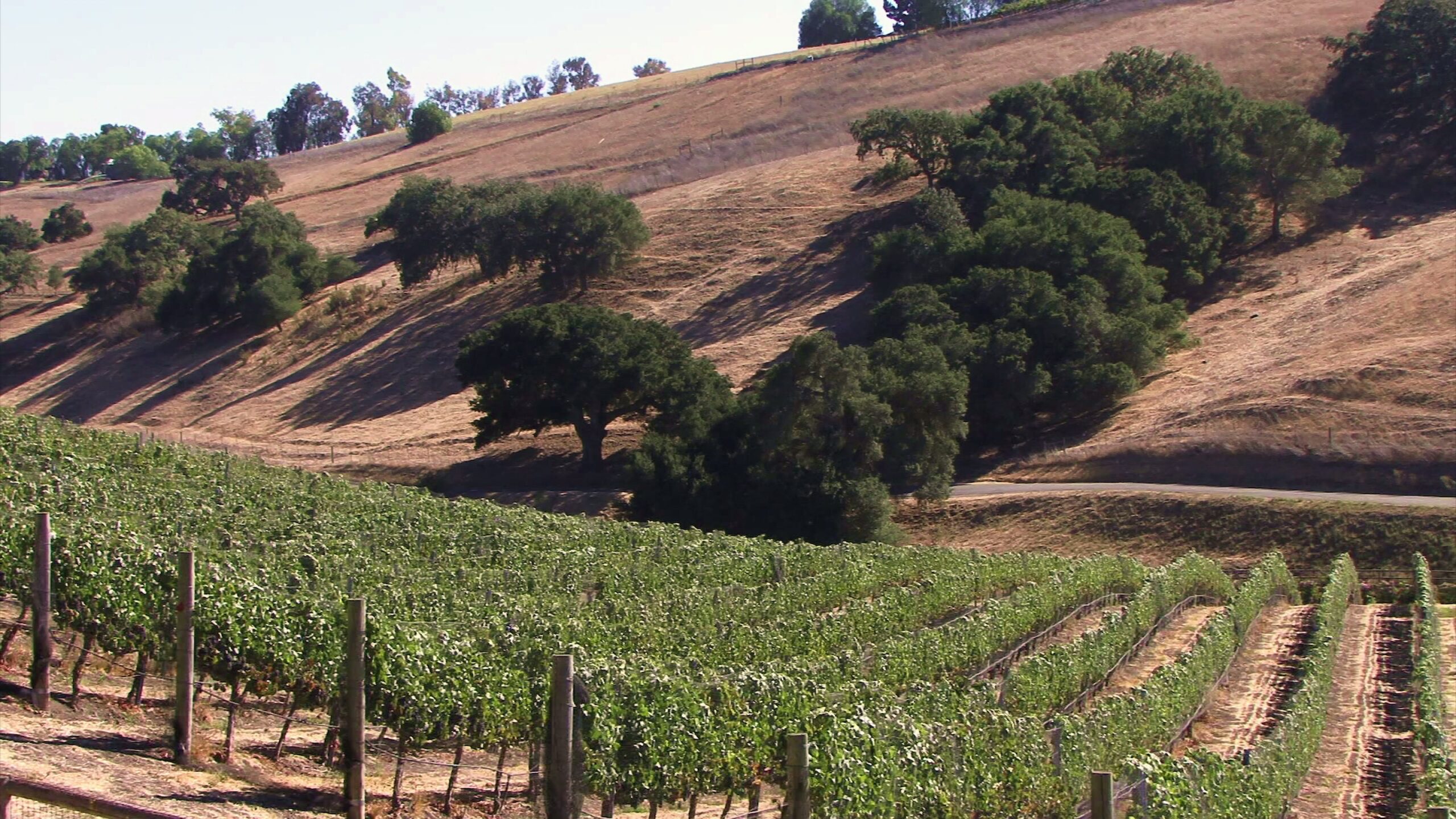 Vineyard Hills Under Sunny Skies 4K Video