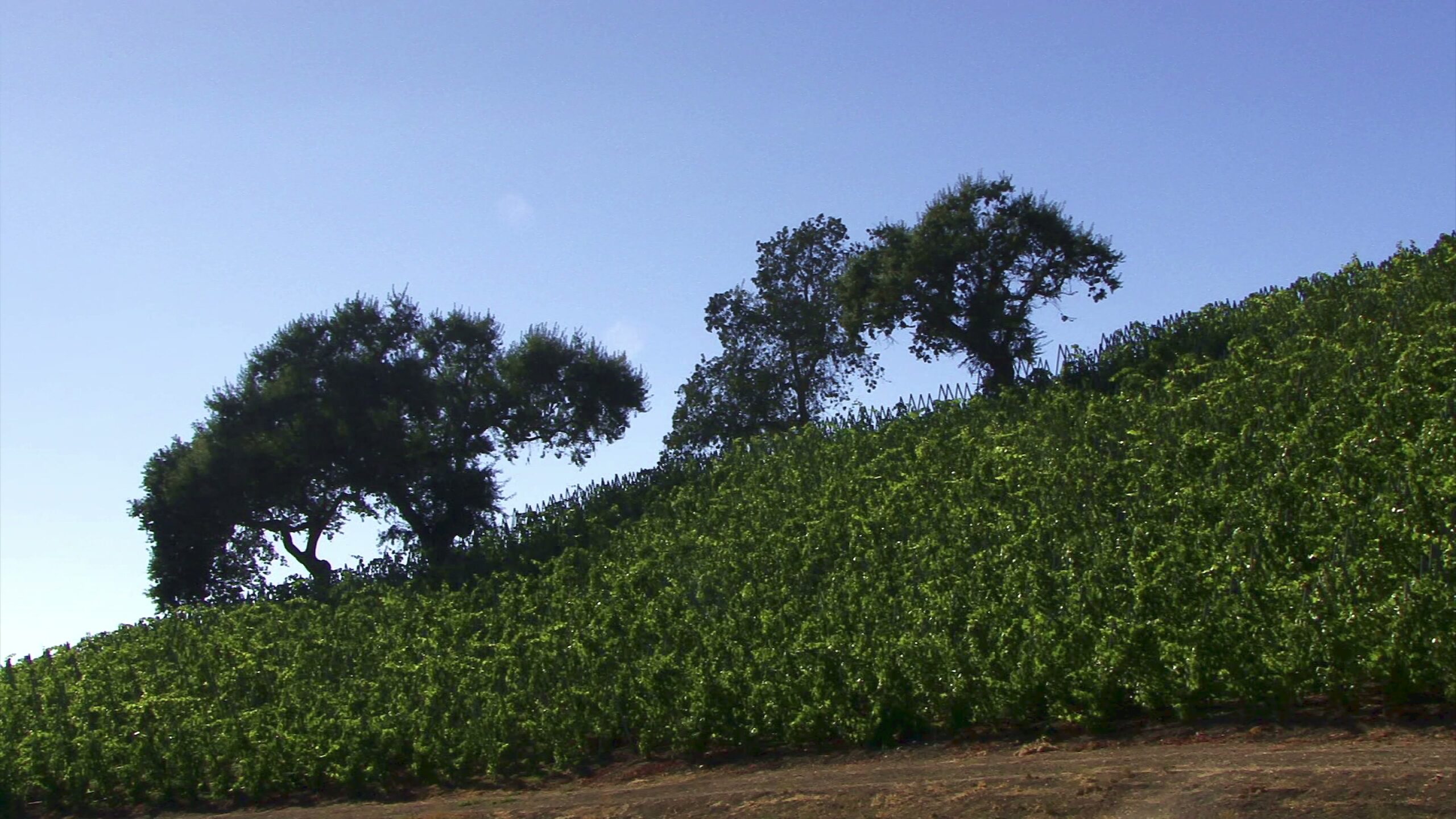 Vineyard Hills Under Clear Sky 4K Video