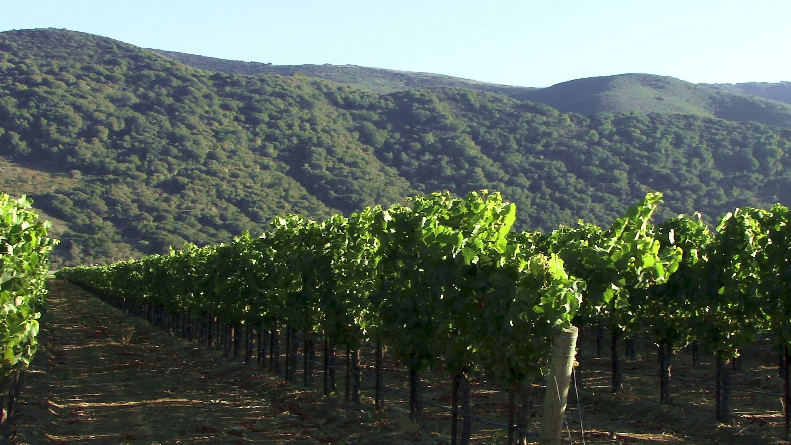 Vineyard with Mountain Backdrop 4K Video