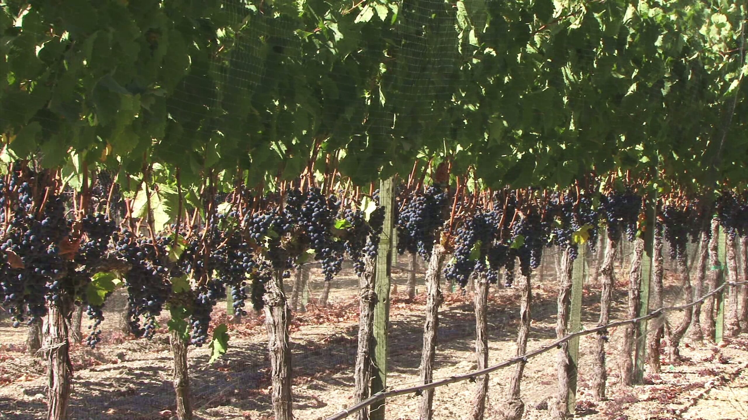 Grapevines Laden with Ripe Clusters 4K Video