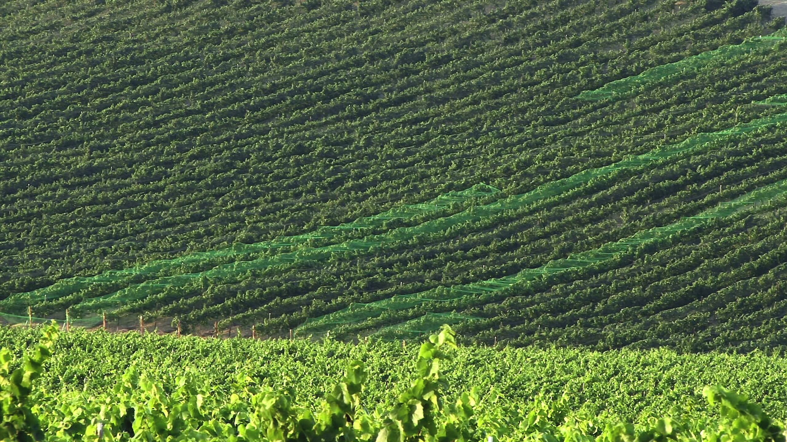 Lush Vineyard with Protective Nets 4K Video