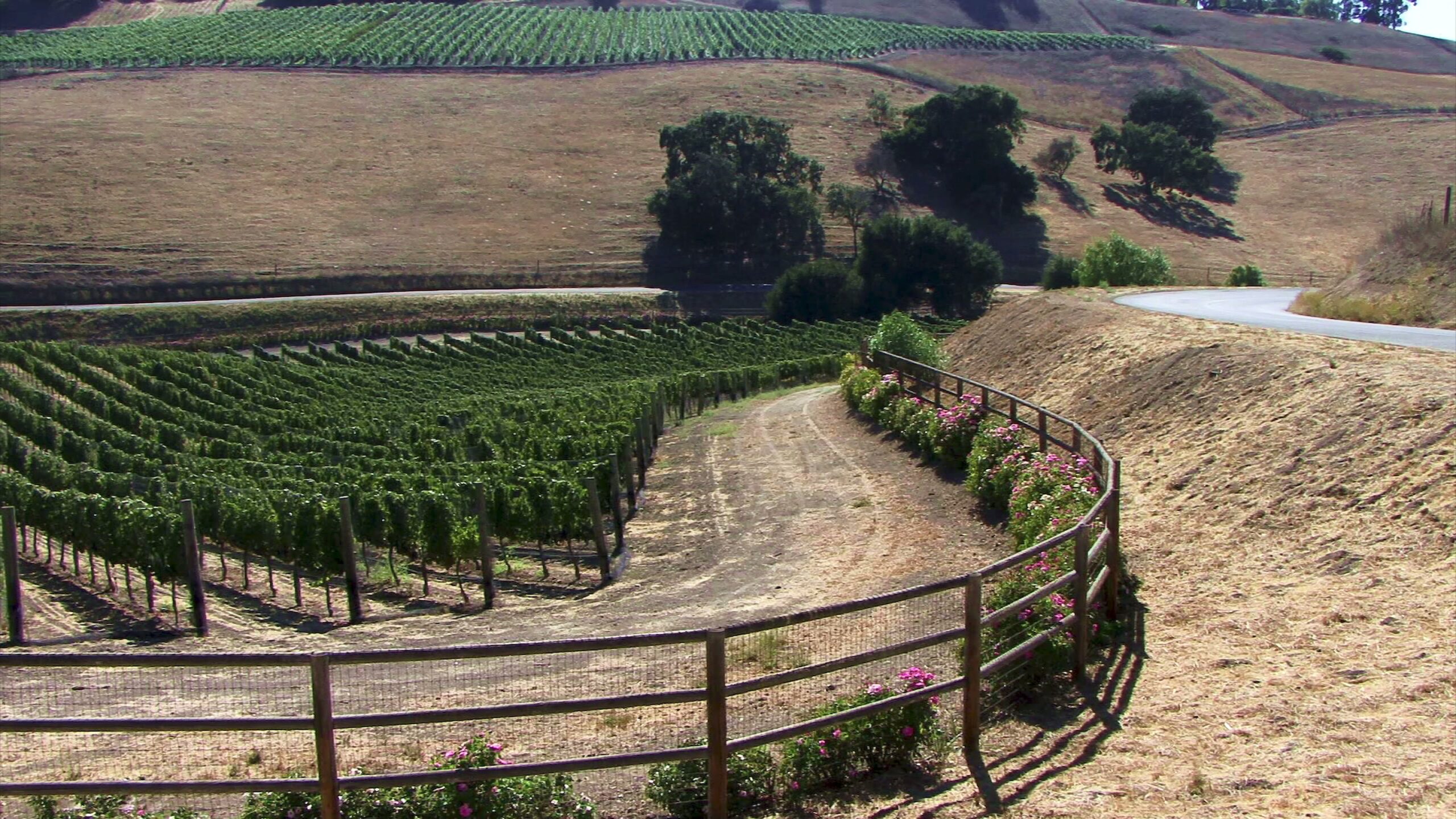 Vineyard Hills with Winding Road 4K Video