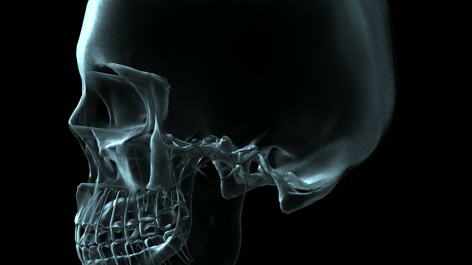 Mystical Human Skull X-ray Loop