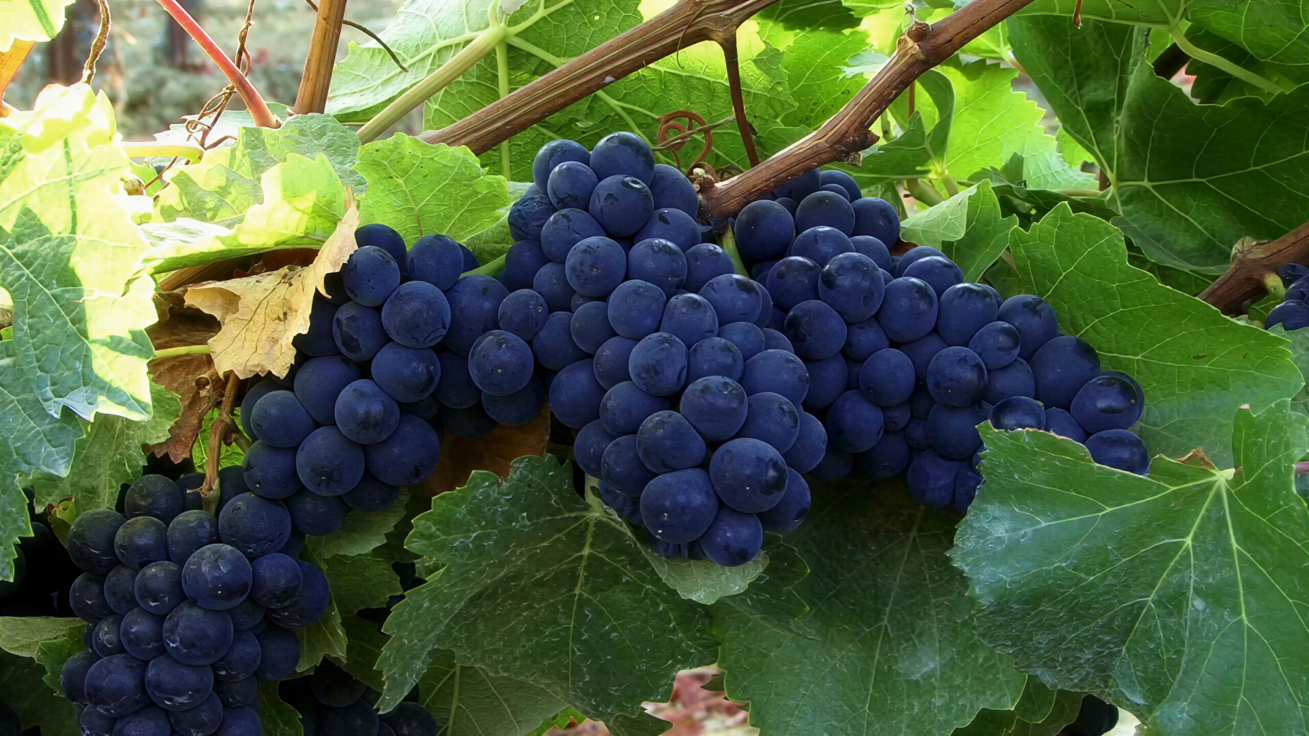 Dark grapes and green vine leaves 4K video
