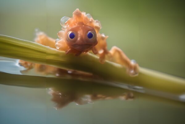 A small orange amphibian with bright blue eyes perched on a green stem over reflective water.