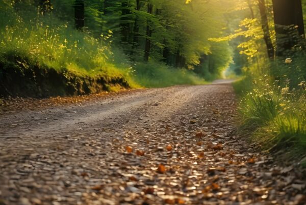 A sunlit forest path with vibrant green trees and a leaf-covered ground.