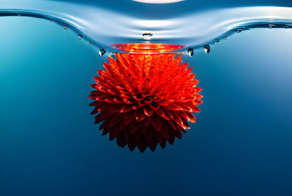 A vibrant red flower floats partially submerged in water, creating a striking visual contrast with the blue background.