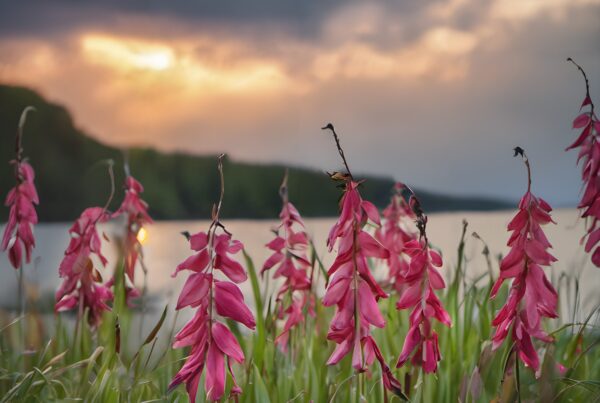 Pink flowers by lake at sunset.
