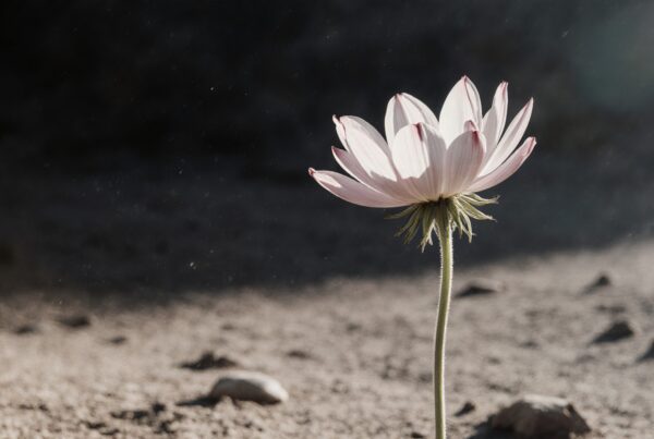 A solitary pink flower blooms resiliently amidst a barren, dusty landscape, illuminated by soft sunlight.