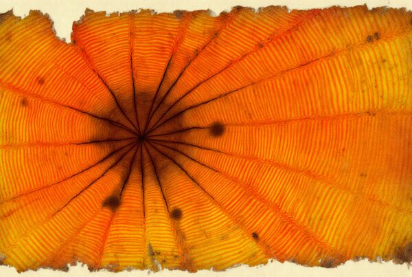 Close-up of an intricate orange pattern with radiating lines.