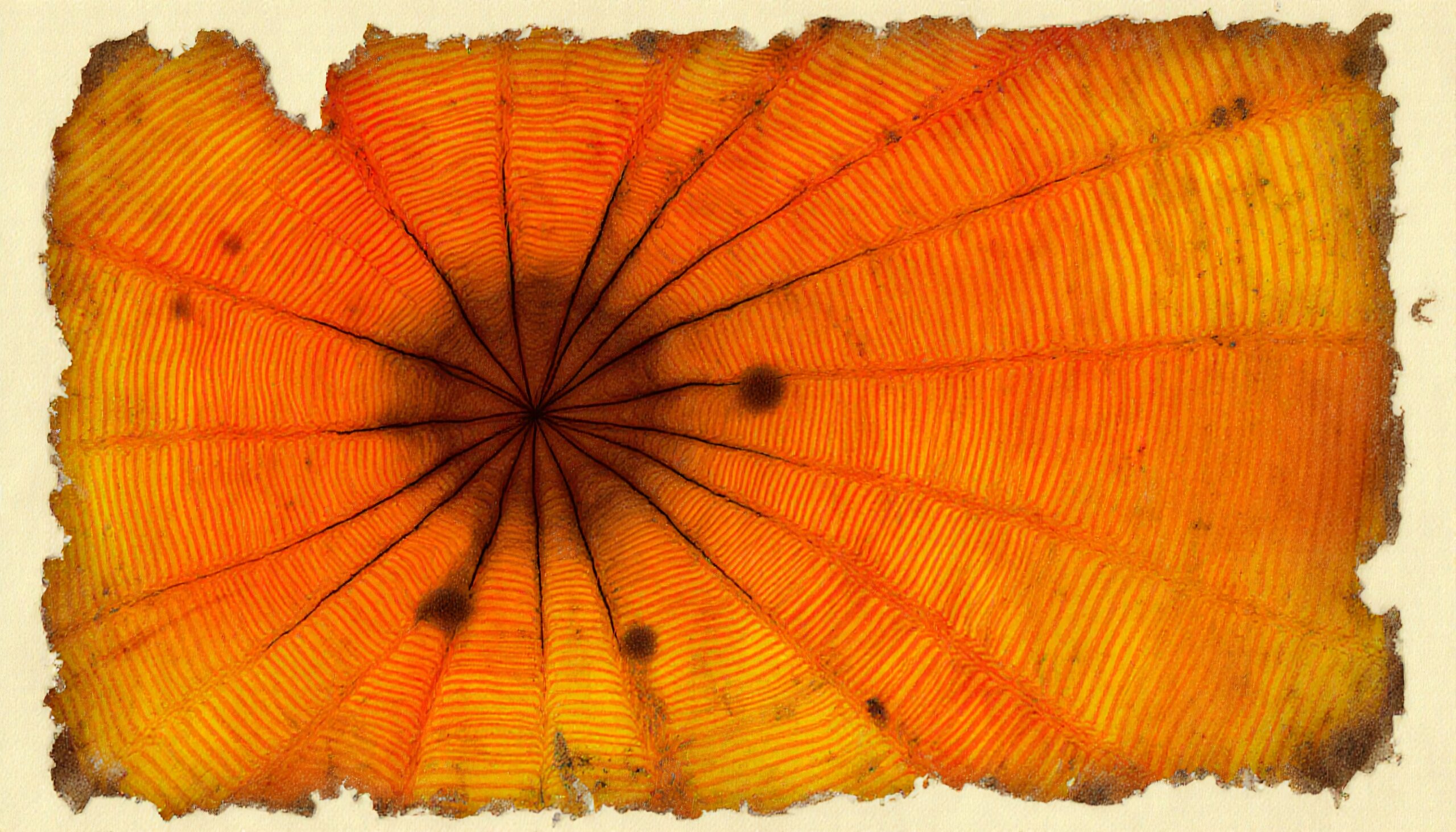 Vibrant Abstract Sunburst Pattern