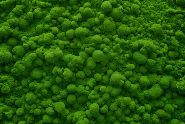 Close-up of clustered green spheres resembling moss with textured surfaces and rich depth.