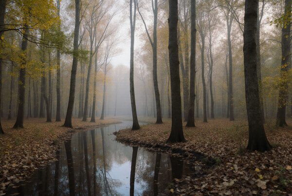 A misty autumn forest with tall trees, a winding stream, and fallen leaves creating a serene and reflective landscape.