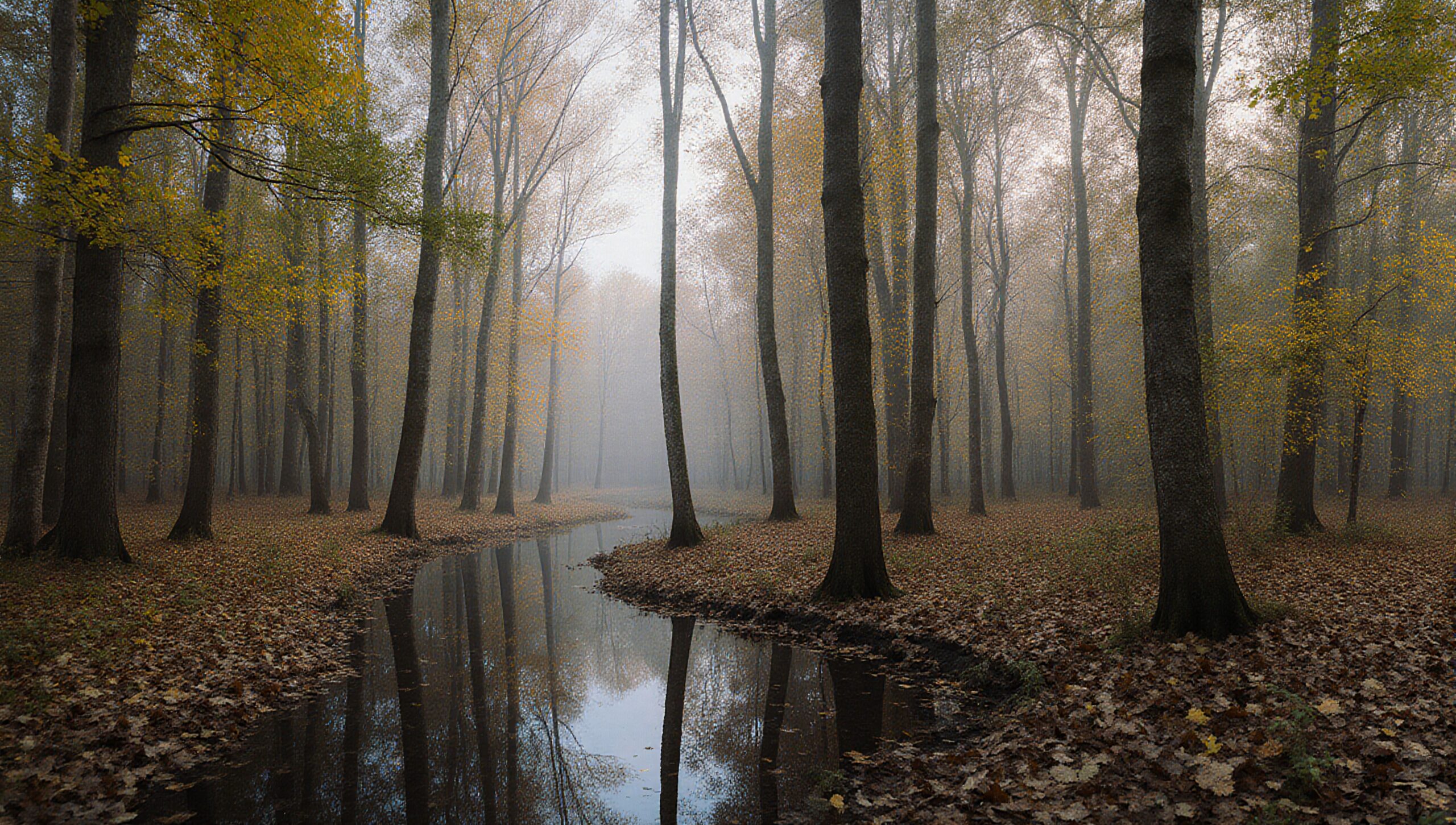 Misty Autumn Forest Reflection