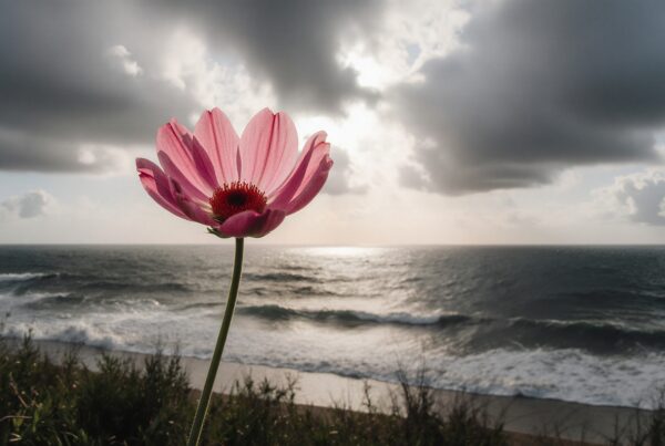 Vibrant pink flower against a stormy seascape, highlighting nature's contrast and beauty.