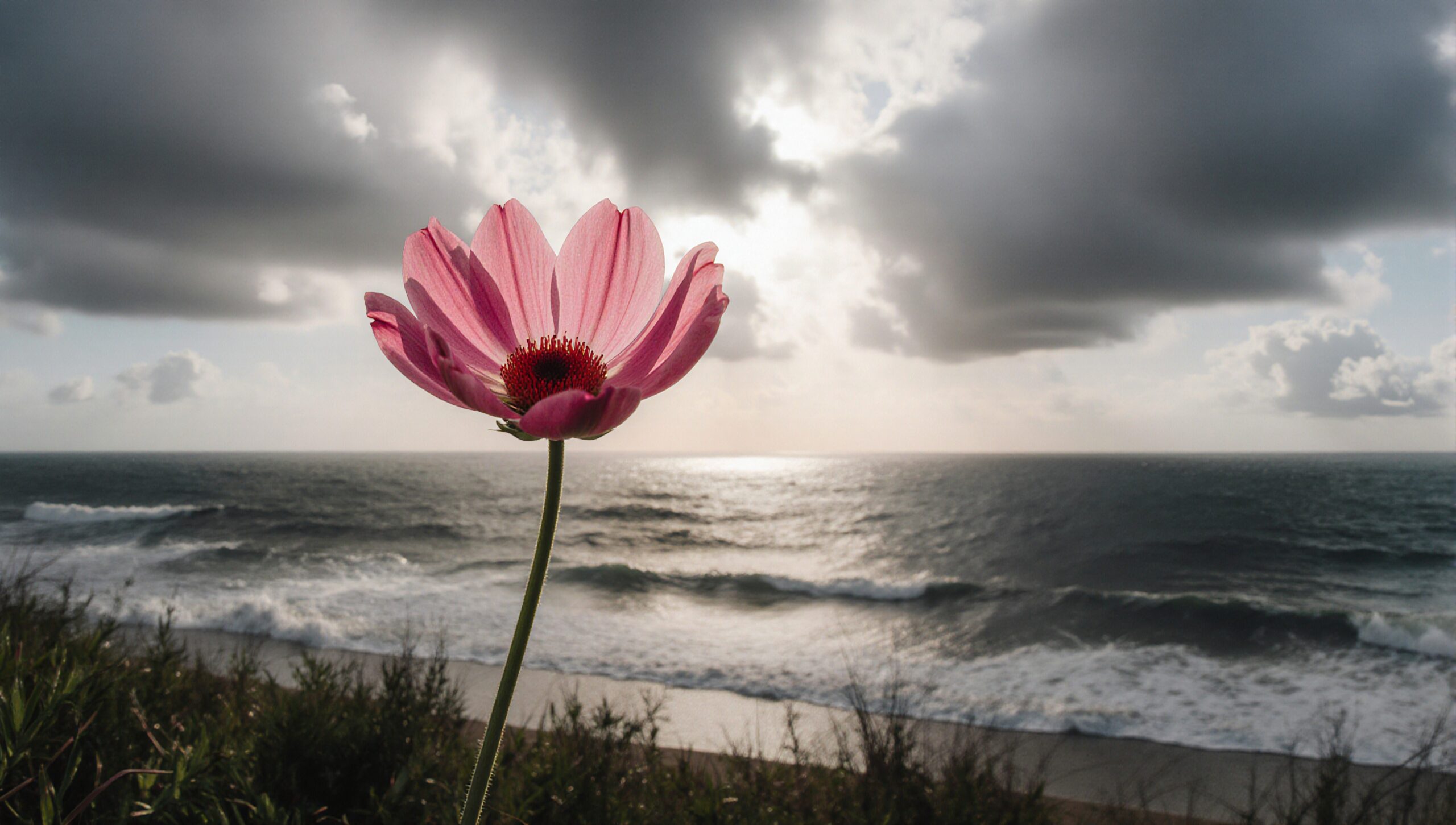 Pink Flower Against Stormy Sea