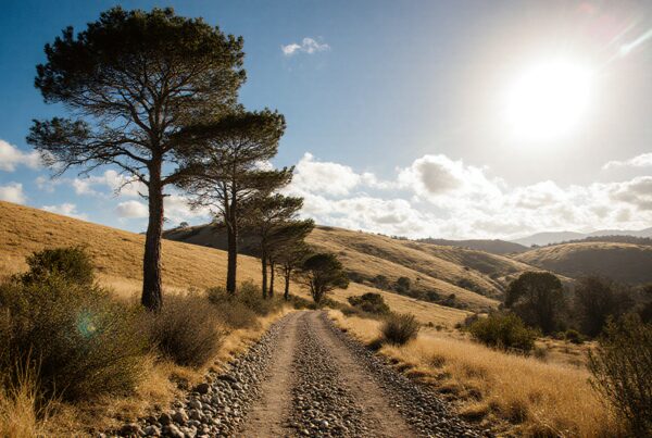 A sunlit dirt road lined with pine trees meanders through hilly, golden grasslands under a bright blue sky.
