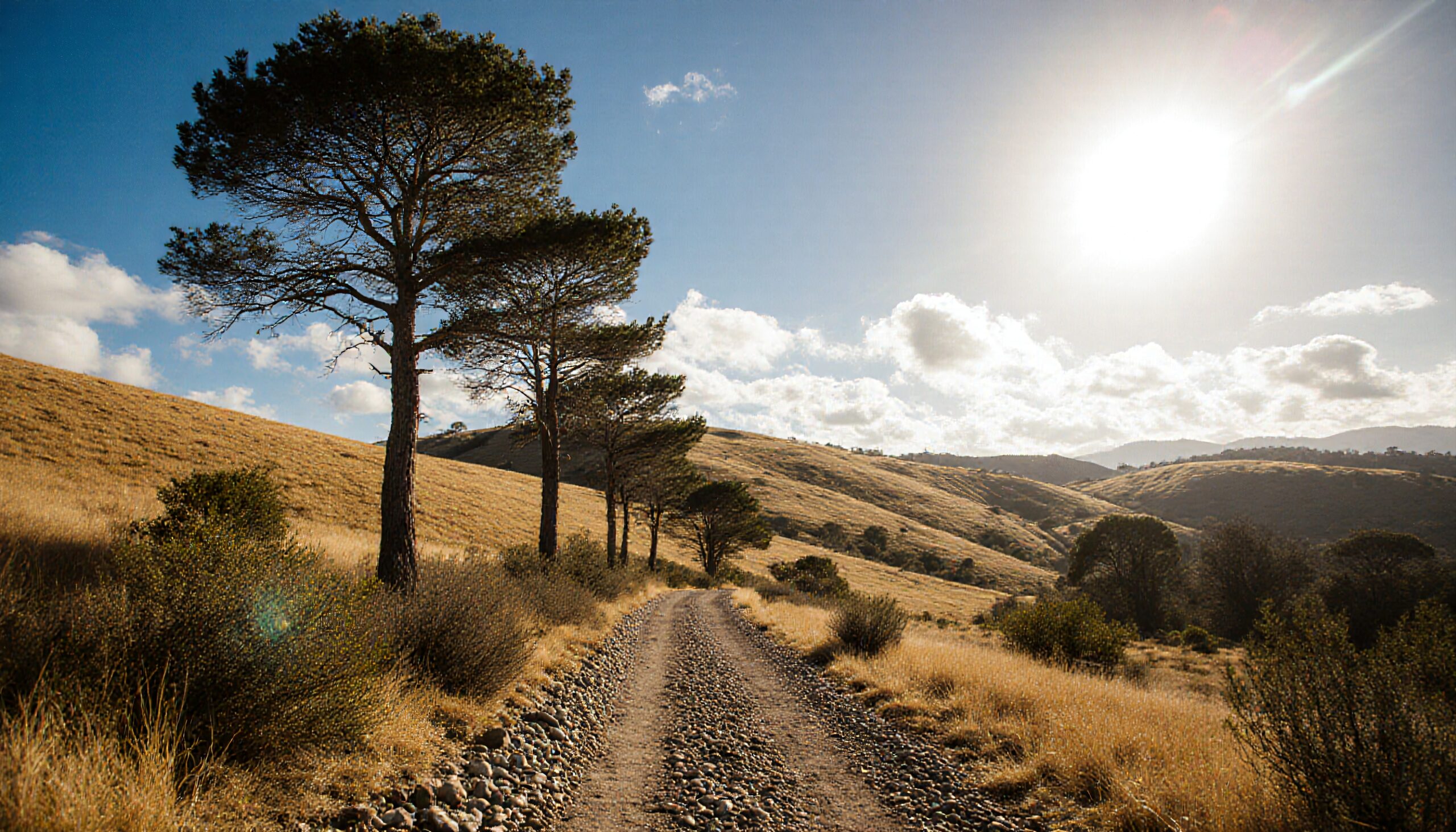Sunlit Hills and Pine Trees