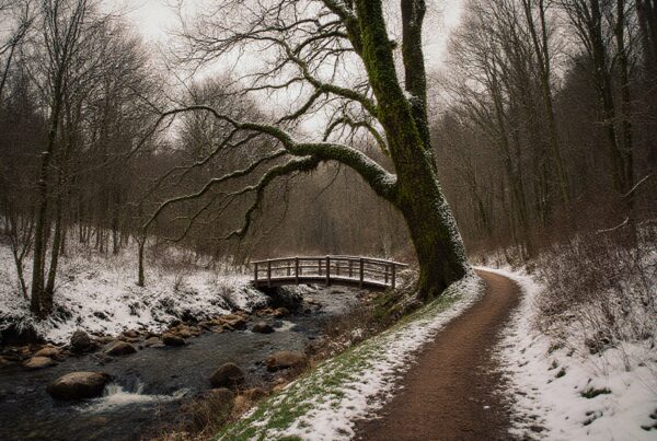 Serene winter forest scene with a snow-covered path and wooden bridge over a stream.