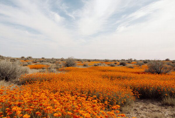 Vibrant orange wildflowers bloom across a vast desert landscape beneath a blue sky.
