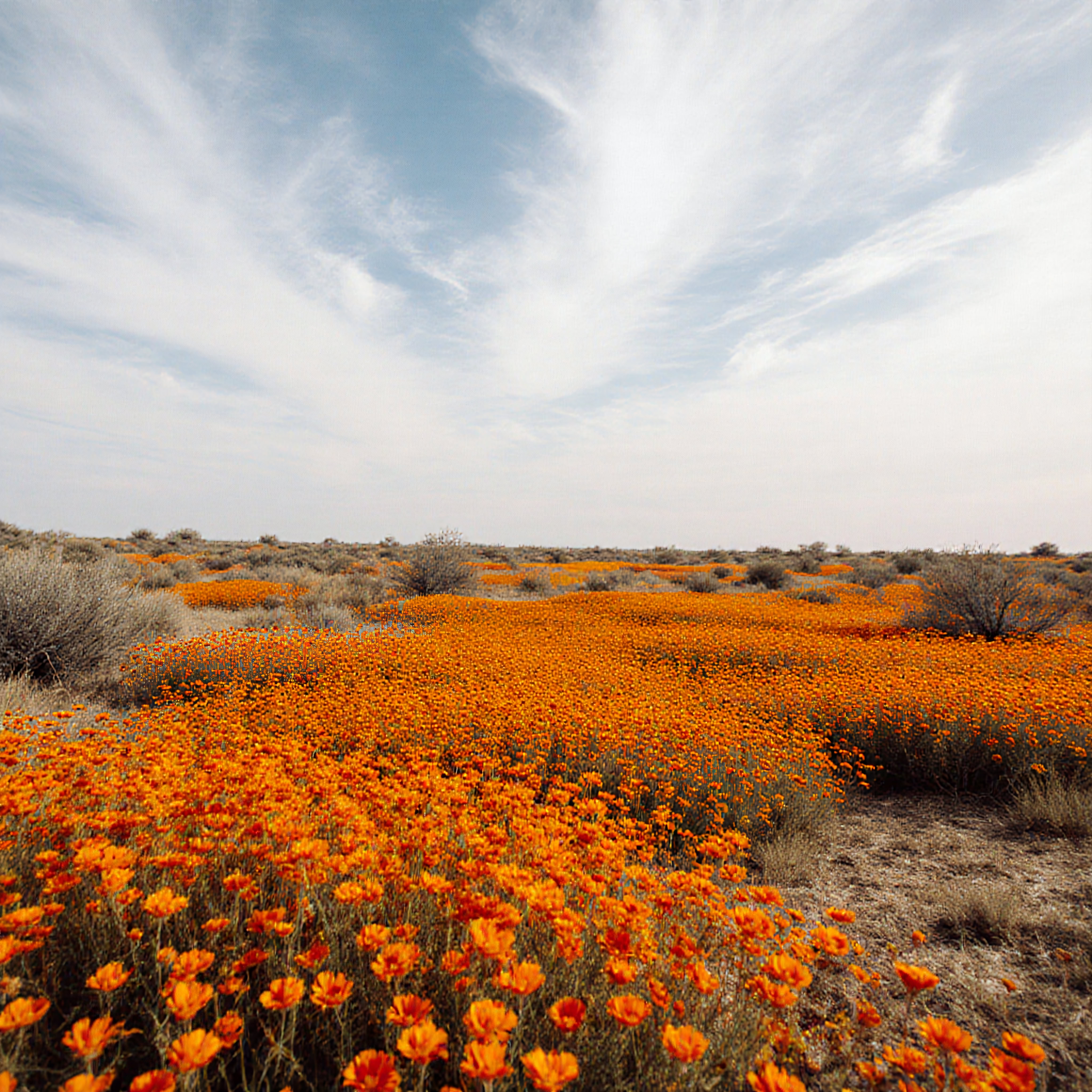 Wildflowers Bloom Across Desert Landscape
